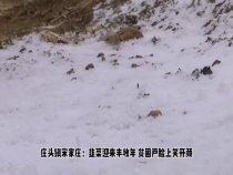 庄头镇宋家庄：韭菜迎来丰收年 贫困户脸上笑开颜