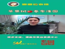 苹果树春季如何清园