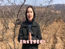 花椒虫害哪里逃？