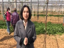 猕猴桃抹芽要注意啦！