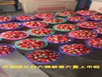 瓜坡镇孔村大棚草莓大量上市啦！