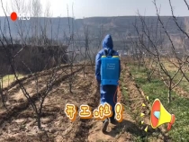 花椒树春季清园