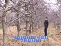 72岁老人坚持种樱桃   努力何时都不晚！