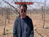 苹果如何修剪效益高