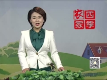 3月18日《农家四季》带您了解当下火热的樱桃产业