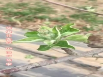 苹果花露红 似见红苹果