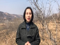 花椒树有效清园