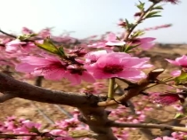 黄桃花也这么美啊