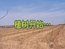 栽下黄金桃  孕育新希望