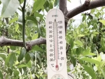设施冬枣花期如何控温咋样？