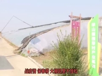 战疫情 保春耕 大棚园里不放松