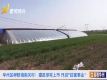 華州區柳枝鎮南關村：甜瓜即將上市? 開啟“甜蜜事業”