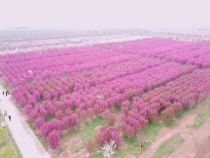 官邸之春