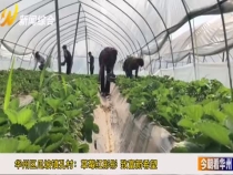 华州区瓜坡镇孔村：草莓红彤彤   致富新希望
