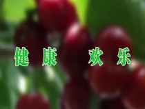 第九届临渭区赤水樱桃采摘节5月8日开幕