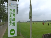 西北足球草坪培育基地——打造一流训练场 体育+旅游多元化发展