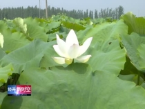 千亩荷花迎来花期  莲藕产业富了农民