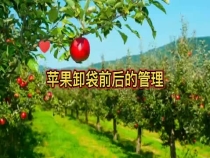 蘋果卸袋前后管理注意啥？