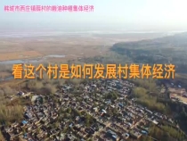 韩城市西庄镇薛村：统一整合闲置土地 发展粮油种植集体经济
