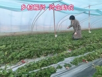 韩城市金城办南涧村的草莓熟了！