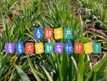 小麦早春如何管理？