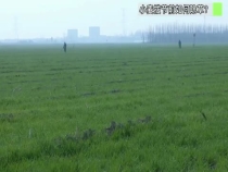 小麦拔节前如何除草？