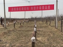 高接换优调结构 转型升级提品质