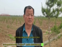 潼关县秦东镇寺角营村“一园四产”再升级 套种增收路更宽