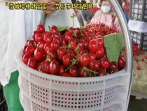 澄城樱桃甜蜜蜜  交易市场销售忙