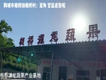 韩城市板桥镇板桥村：豆角 甘蓝成熟啦