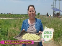 蒲城县兴镇曹家村金银花采摘忙