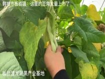 韩城市板桥镇：这里的豆角大量上市了