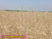 盐碱地油菜种植如何提高效益你知道吗？