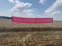 逆袭！富平县“一根针”麦田亩产706公斤！