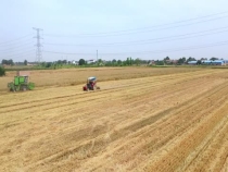 藏粮于地、藏粮于技！ 农机小镇主动出击、小麦抢收持续发力！
