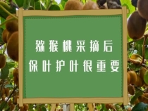 【渭南科普】猕猴桃采摘后保叶护叶很重要