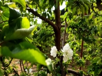 樱桃树花期如何管理