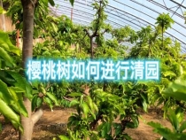 樱桃树如何进行清园