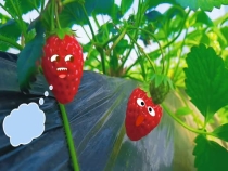 如何摘草莓你学会了吗？