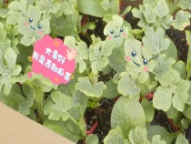 蒲城县龙池镇：小小西甜瓜苗 打开致富新门路