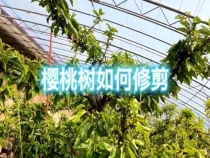 樱桃树如何修剪