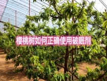 樱桃树如何正确使用破眠剂