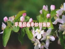 苹果园春季如何施肥