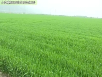 小麦穗期如何高效防治病虫害