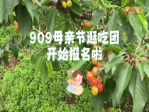 909母亲节逛吃团开始报名啦！这个周天邀您和妈妈一起摘樱桃、吃农家饭、打卡临渭小江南天留村