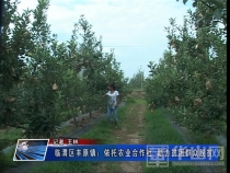 临渭区丰原镇：依托农业合作社 助力贫困群众脱贫