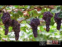 《特别关注》葡萄美酒夜光杯 观光旅游在这里   ——关注渭南葡萄产业园旅游发展工作