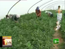 富平：地头市场让菜农乐开怀