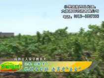农家超市6月5日
