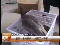 富平：朱鹮受伤 村民及时救护